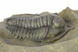 Large Diademaproetus Trilobite - Ofaten, Morocco #286538-2